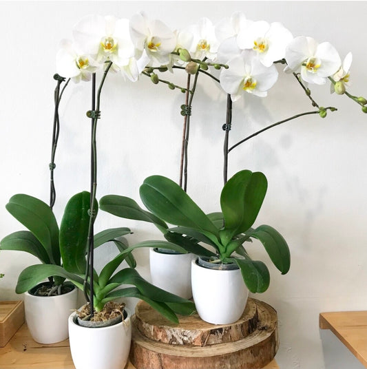 Orchid Plant | Plant